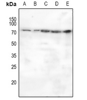 MASP2 Antibody
