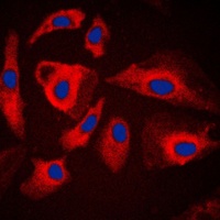 HSPH1 Antibody [KO/KD Validated]