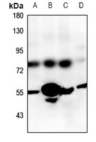 GPR83 Antibody