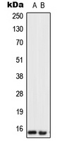 Urotensin 2 Rabbit Polyclonal Antibody