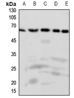 FAST Kinase Antibody