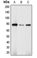 DBF4 Antibody