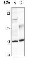 FOP Antibody