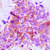 Anti-FOP Antibody