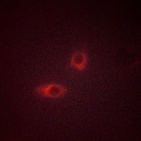 Anti-FOP Antibody