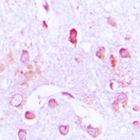 CDC37 antibody