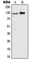 WDHD1 Antibody