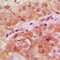 Anti-WDHD1 Antibody