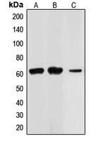 CHK2 Antibody