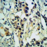 MRPL3 antibody