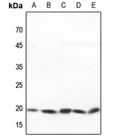 PRAF2 Antibody
