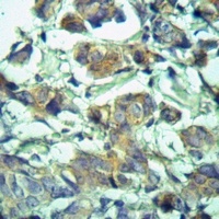 PRAF2 Antibody