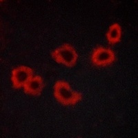 GPR176 antibody