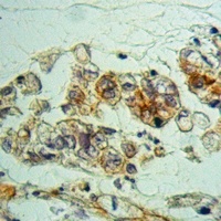 Anti-NXPH2 Antibody