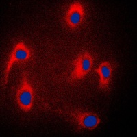 JIP3 Antibody