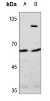 Raftlin Antibody