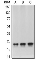 HP1 alpha Rabbit Polyclonal Antibody