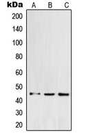POFUT1 Antibody