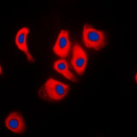 MAPK8IP2 antibody