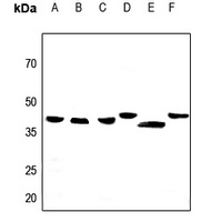 Apolipoprotein L2 Antibody