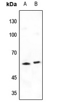 SHCB Rabbit Polyclonal Antibody