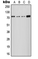 NCKX2 Rabbit Polyclonal Antibody