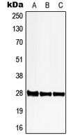 PGLS Antibody