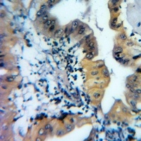 Anti-Ataxin 10 Antibody