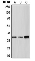 Tryptase gamma Rabbit Polyclonal Antibody