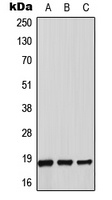Thioredoxin 2 Antibody