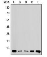 RPL36 Antibody