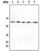 GRASP55 Antibody