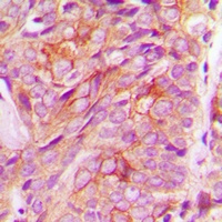 Anti-GRASP55 Antibody