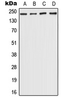 CHD5 Antibody