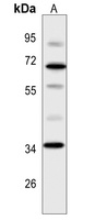 Opticin Antibody