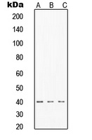 TIN2 Antibody