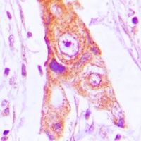 MRPL46 antibody