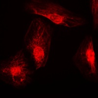 RANBP6 antibody