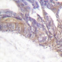LAT (phospho-Y191) antibody