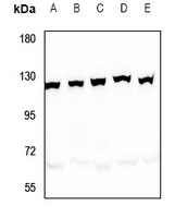 SND1 Antibody