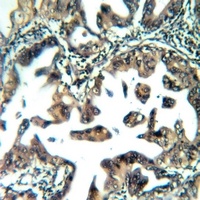 Anti-ATP5S Antibody