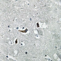 Anti-KCNMB4 Antibody