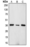 TRBC1 Antibody