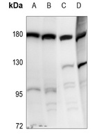DROSHA Antibody