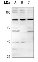 MGCRACGAP Antibody