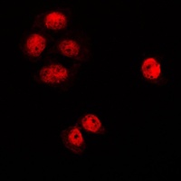 MGCRACGAP Antibody