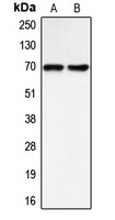 BLNK Antibody