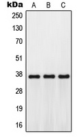 GPR171 Antibody