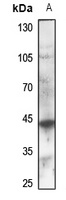 GPR132 Antibody