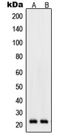 RhoD Antibody